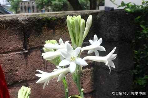 夜來香好種嗎|夜來香種植：夜來香是一個喜歡陽光的植物，種植環境光照需要充。